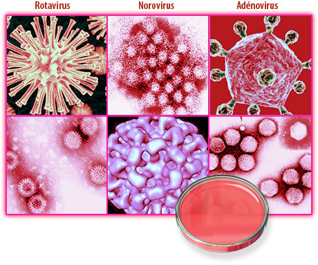 Rotavirus, Norovirus et Adnovirus