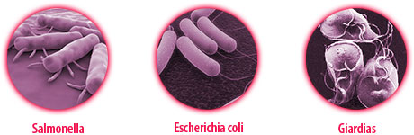 Salmonella, Escherichia coli et Giardias
